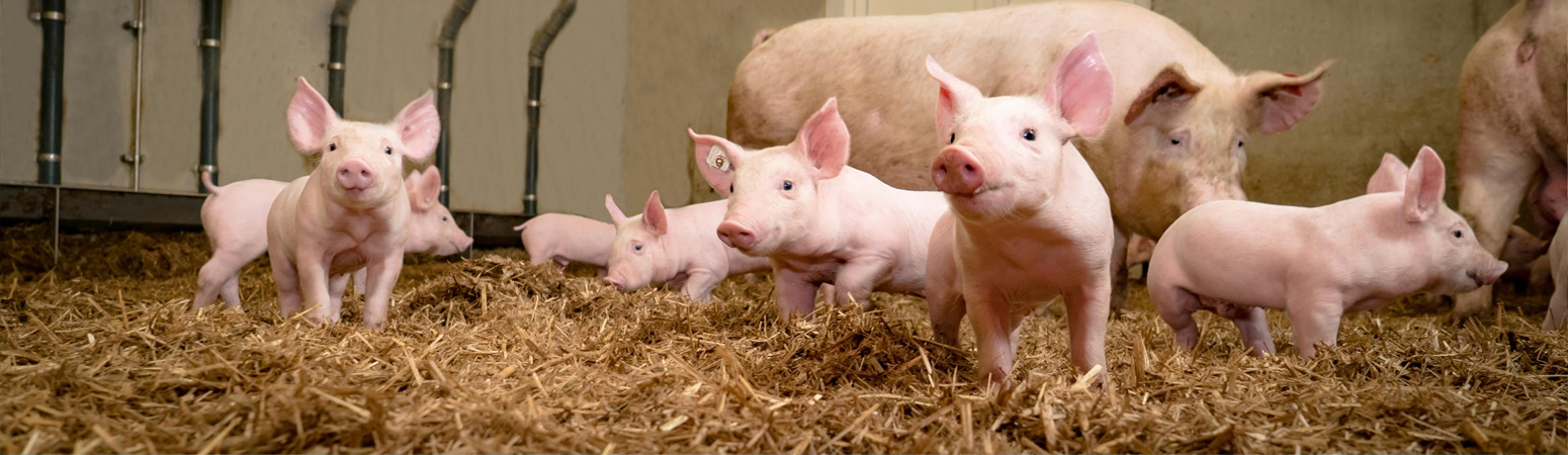 Tratamentul nematodei porcine. Despre login / înregistrare